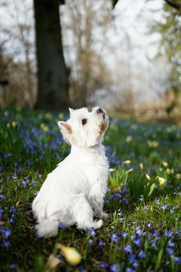 A white terrier in a field of flowers