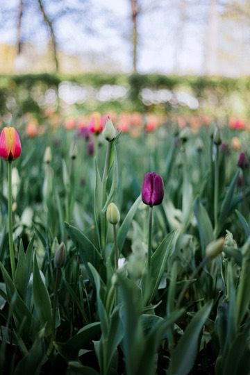 Close-up of flowers