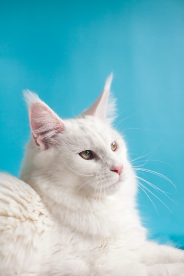 A cat looking at the camera